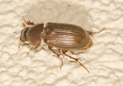 Acrossidius tasmaniae