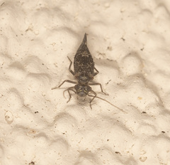 Nimbopsocus