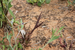 Eragrostis basedowii
