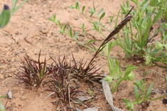 Eragrostis basedowii