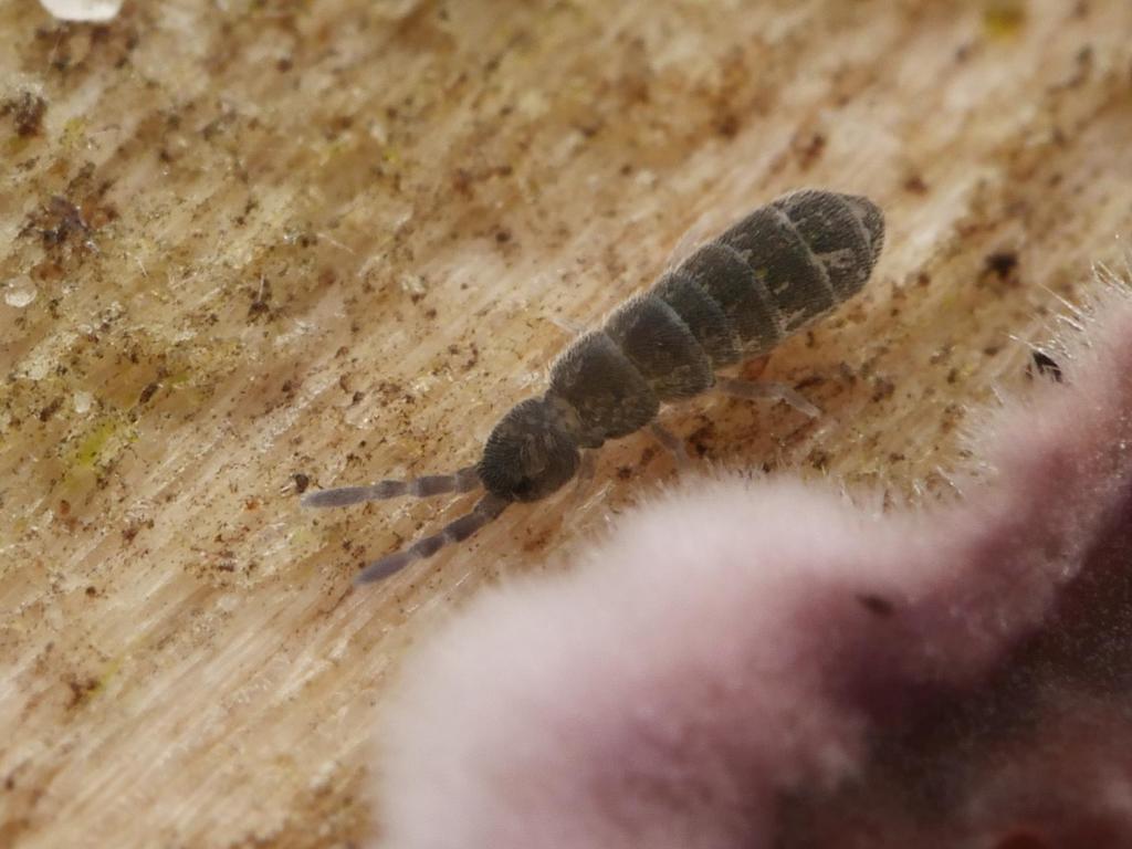 Desoria tigrina