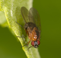 Helinomydaea flavofusca