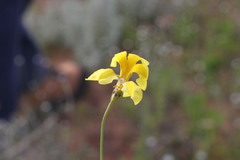 Goodenia fascicularis