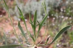 Goodenia fascicularis