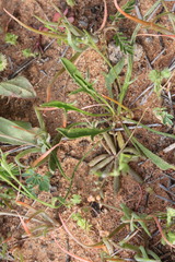 Goodenia fascicularis