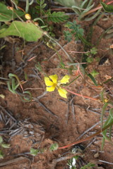 Goodenia fascicularis