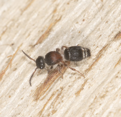 Ephutomorpha cordatiformis