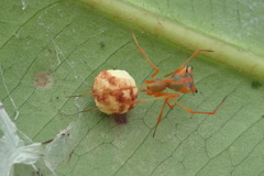 Propostira quadrangulata