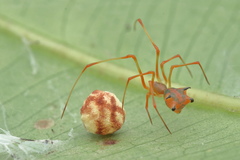 Propostira quadrangulata