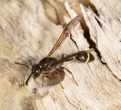 Australozethus tasmaniensis