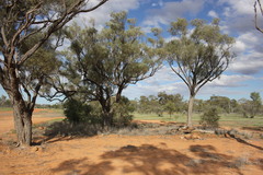 Acacia cambagei