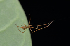 Propostira quadrangulata