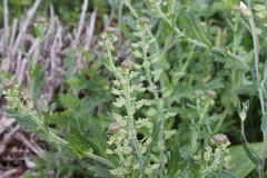 Lepidium oxytrichum