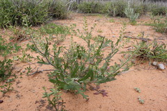 Lepidium oxytrichum