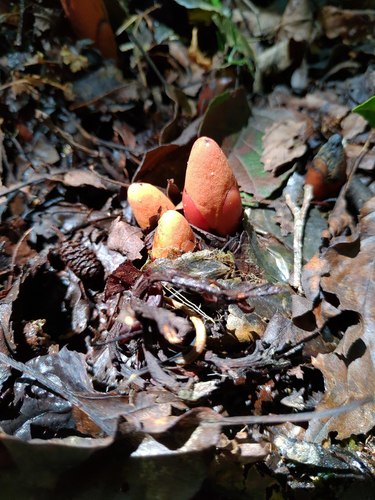Balanophora laxiflora (Balanophora laxiflora)