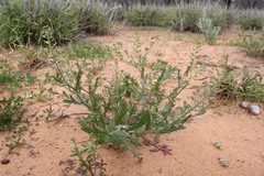Lepidium oxytrichum