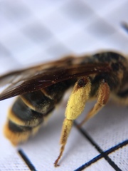 Andrena prunorum