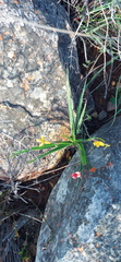 Hypoxis floccosa