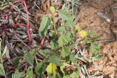 Malvastrum americanum