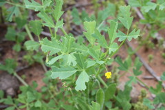 Medicago laciniata