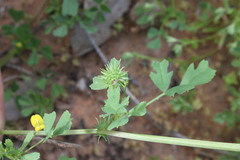 Medicago laciniata
