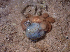 Polydectus cupulifer