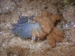 Polydectus cupulifer