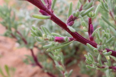 Neobassia proceriflora