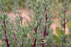 Neobassia proceriflora