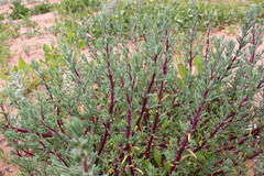 Neobassia proceriflora