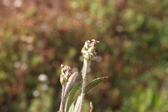 Plantago drummondii