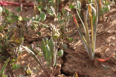 Plantago drummondii