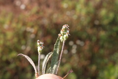 Plantago drummondii