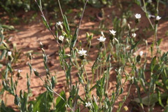Rhodanthe stricta