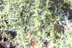 Sclerolaena muricata