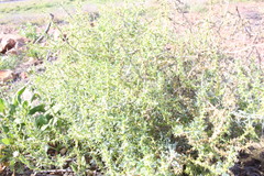 Sclerolaena muricata