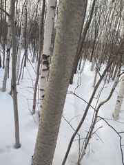 Populus tremula
