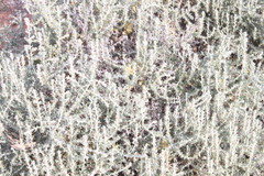 Sclerolaena birchii
