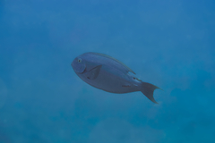 Acanthurus thompsoni