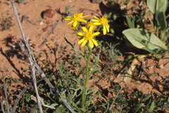 Senecio brigalowensis
