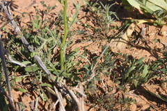 Senecio brigalowensis