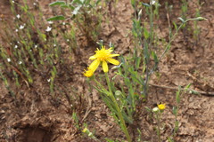 Senecio brigalowensis