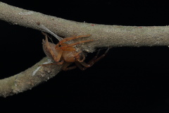Thelcticopis kirankhalapi