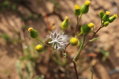Senecio glossanthus