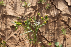 Senecio glossanthus
