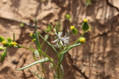 Senecio glossanthus