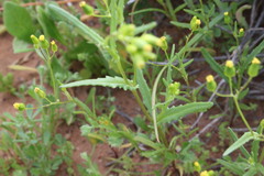 Senecio glossanthus