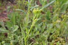 Senecio glossanthus
