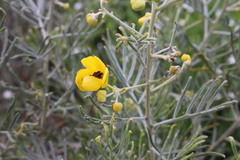 Senna artemisioides artemisioides