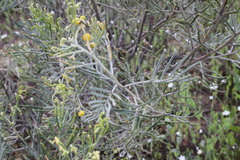 Senna artemisioides artemisioides